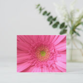 Carte Postale Gerber Daisy rose (Debout devant)