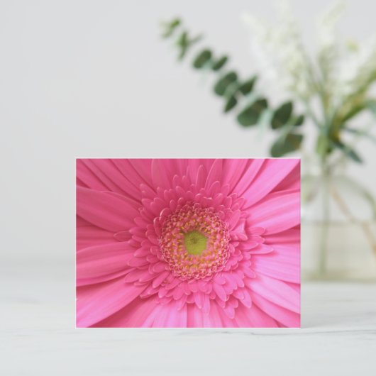 Carte Postale Gerber Daisy rose (Debout devant)