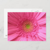 Carte Postale Gerber Daisy rose (Devant / Derrière)