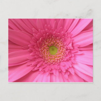 Carte Postale Gerber Daisy rose