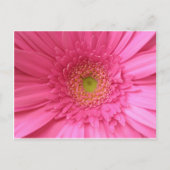 Carte Postale Gerber Daisy rose (Devant)
