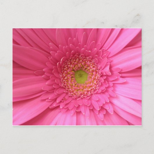 Carte Postale Gerber Daisy rose (Devant)