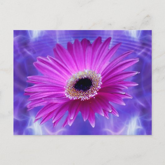 Carte Postale Gerber Daisy rose (Devant)