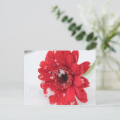 Carte Postale Gerbera (Debout devant)