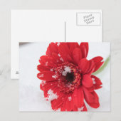 Carte Postale Gerbera (Devant / Derrière)