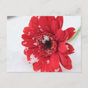 Carte Postale Gerbera