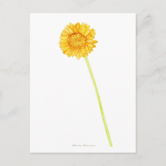 Carte Postale Gerbera (Devant)
