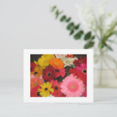 Carte Postale Gerbera (Debout devant)