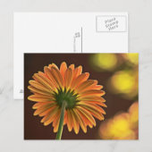 Carte Postale Gerbera (Devant / Derrière)