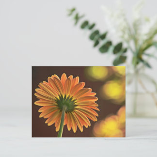 Carte Postale Gerbera