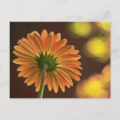Carte Postale Gerbera (Devant)
