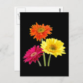 Carte Postale Gerbera Daisies (Devant / Derrière)