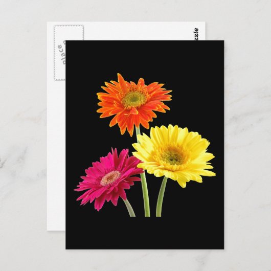 Carte Postale Gerbera Daisies (Devant / Derrière)