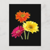 Carte Postale Gerbera Daisies (Devant)