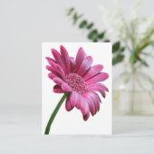 Carte postale Gerbera Daisy (Debout devant)