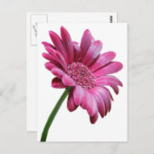 Carte postale Gerbera Daisy (Devant / Derrière)