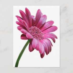 Carte postale Gerbera Daisy