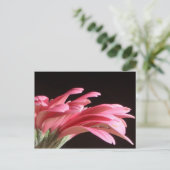 Carte Postale gerbera daisy (Debout devant)