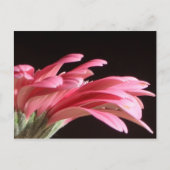 Carte Postale gerbera daisy (Devant)