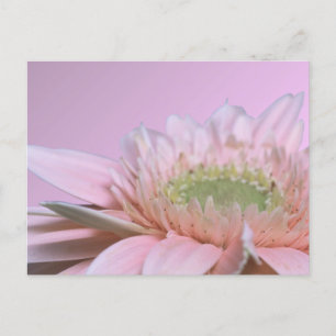 Carte Postale Gerbera Daisy