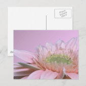 Carte Postale Gerbera Daisy (Devant / Derrière)