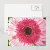 Carte postale Gerbera Daisy (Devant / Derrière)