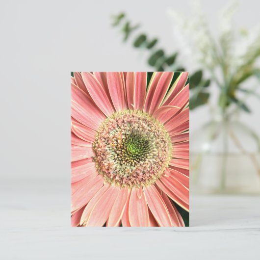 Carte Postale Gerbera Daisy (Debout devant)