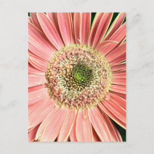 Carte Postale Gerbera Daisy
