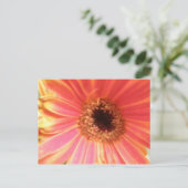 Carte postale Gerbera Daisy Flower (Debout devant)