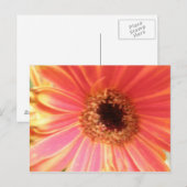 Carte postale Gerbera Daisy Flower (Devant / Derrière)