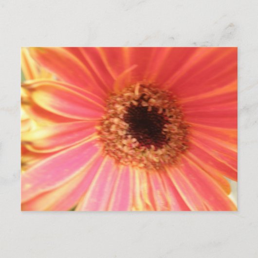 Carte postale Gerbera Daisy Flower (Devant)