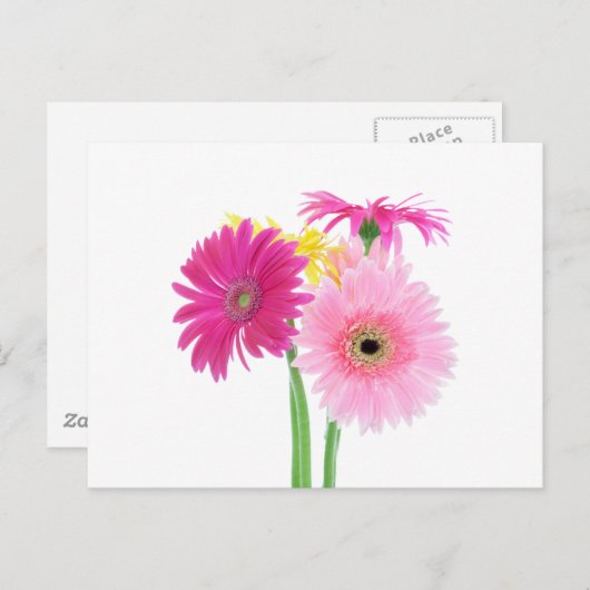 Carte Postale Gerbera Daisy Flowers (Devant / Derrière)
