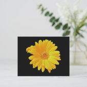 Carte Postale Gerbera Daisy (Gerbera hybrida) - Jaune (Debout devant)