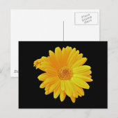 Carte Postale Gerbera Daisy (Gerbera hybrida) - Jaune (Devant / Derrière)