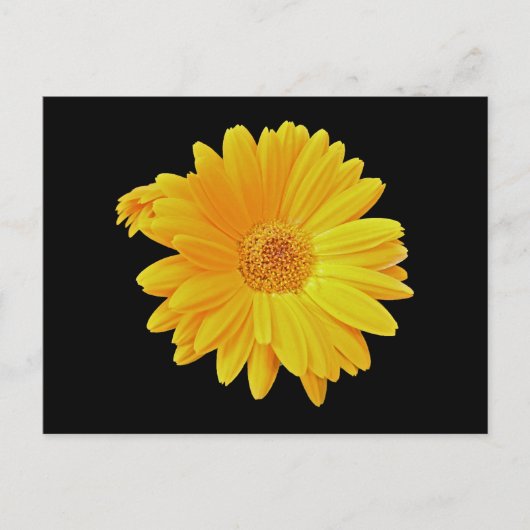 Carte Postale Gerbera Daisy (Gerbera hybrida) - Jaune (Devant)