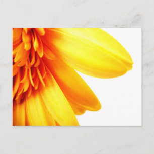 Carte Postale Gerbera dorée
