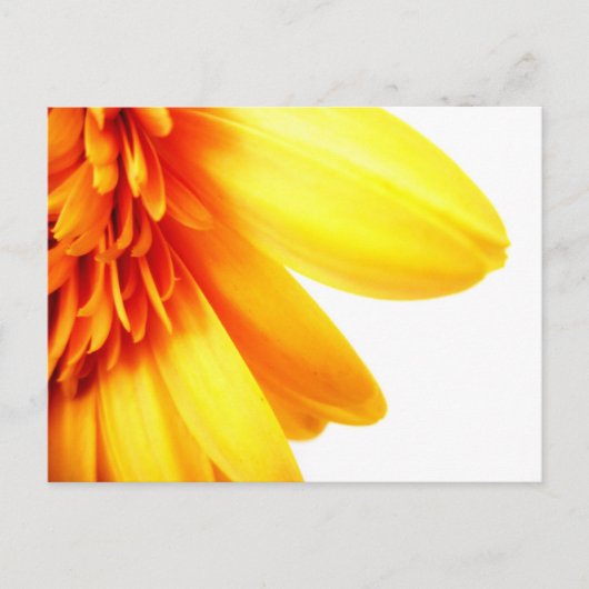 Carte Postale Gerbera dorée (Devant)