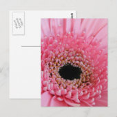 Carte Postale Gerbera marguerite (Devant / Derrière)
