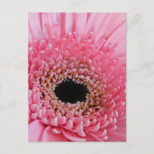 Carte Postale Gerbera marguerite (Devant)