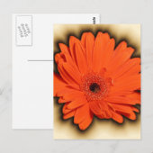 Carte Postale Gerbera profonde (Devant / Derrière)