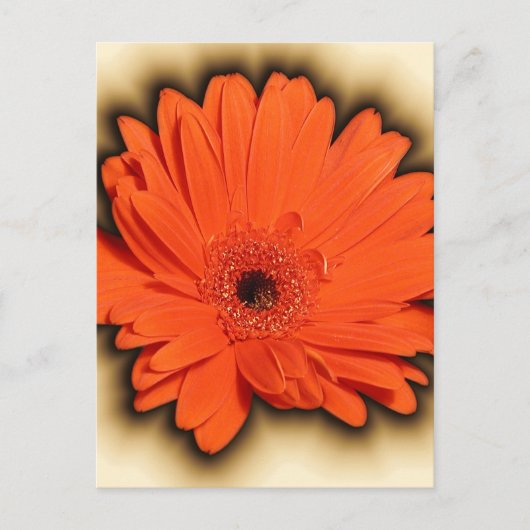 Carte Postale Gerbera profonde (Devant)