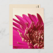 Carte postale Gerbera rose (Devant / Derrière)