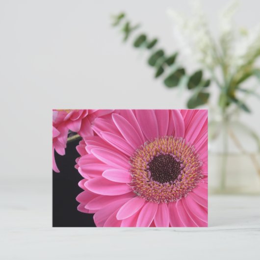 Carte Postale Gerbera rose (Debout devant)