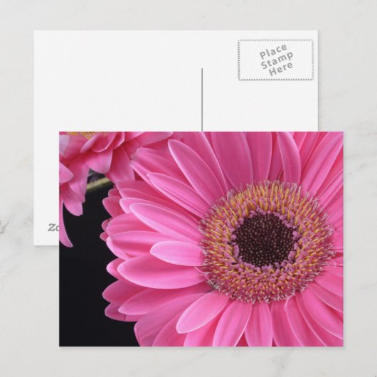 Carte Postale Gerbera rose (Devant / Derrière)