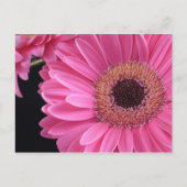 Carte Postale Gerbera rose (Devant)