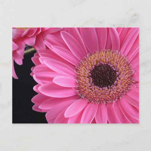 Carte Postale Gerbera rose (Devant)