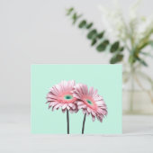 Carte Postale Gerbera Rose Daisies (Debout devant)