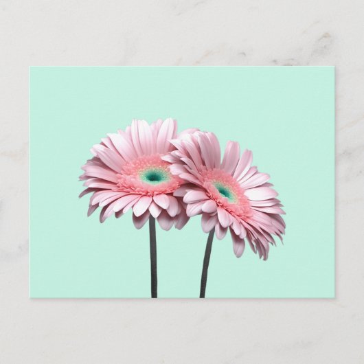 Carte Postale Gerbera Rose Daisies (Devant)