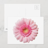 Carte Postale Gerbera Rose Daisy (Devant / Derrière)