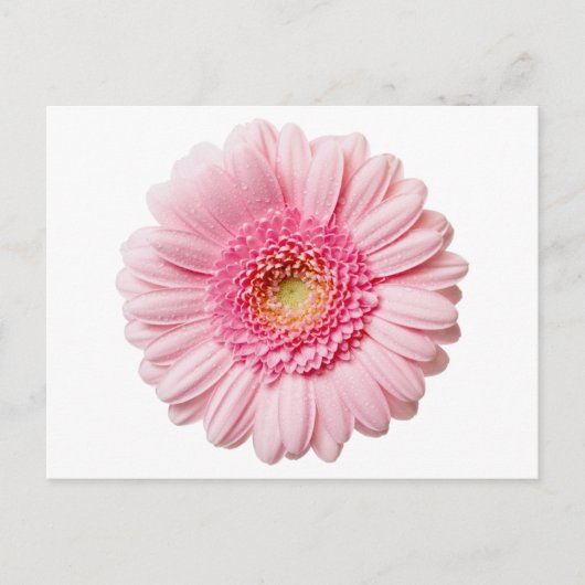 Carte Postale Gerbera Rose Daisy (Devant)
